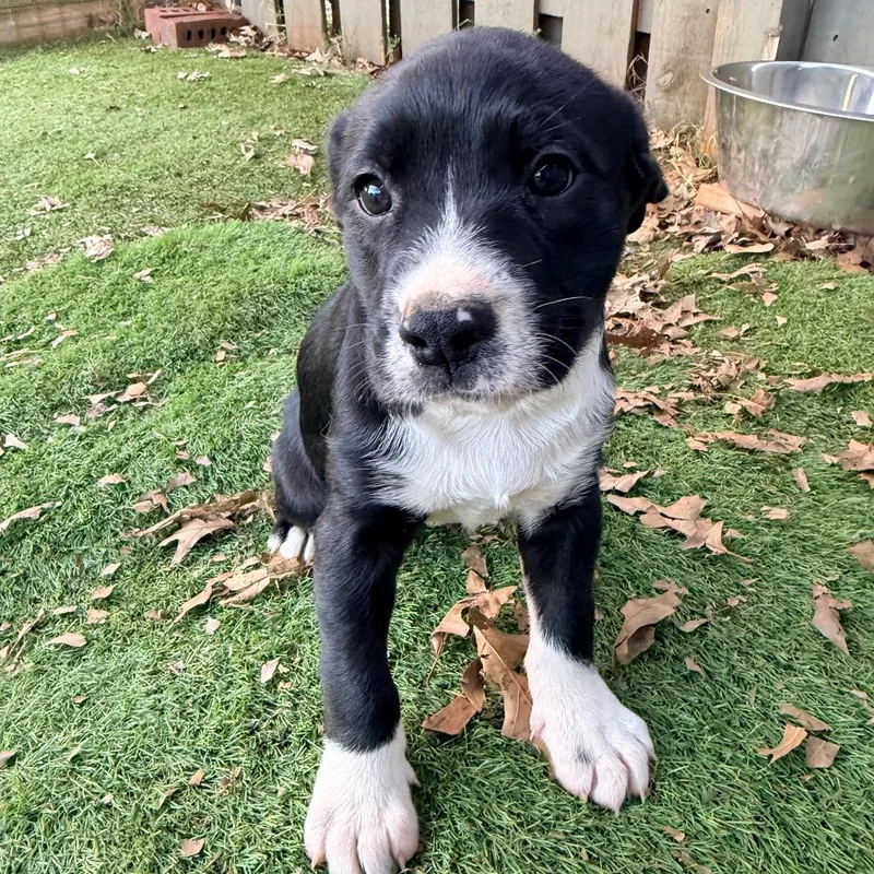 A baby medium-sized female Black Labrador Retriever dog named Lavender for adoption in Huntsville, AL