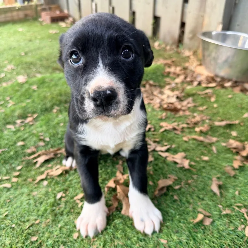 Lavender thumbnail 2