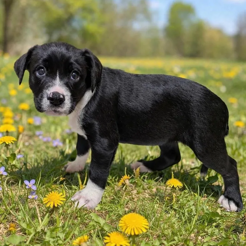 Lavender thumbnail 3