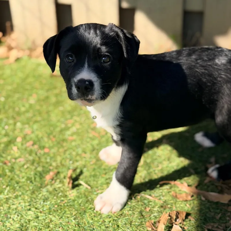 Lavender thumbnail 4