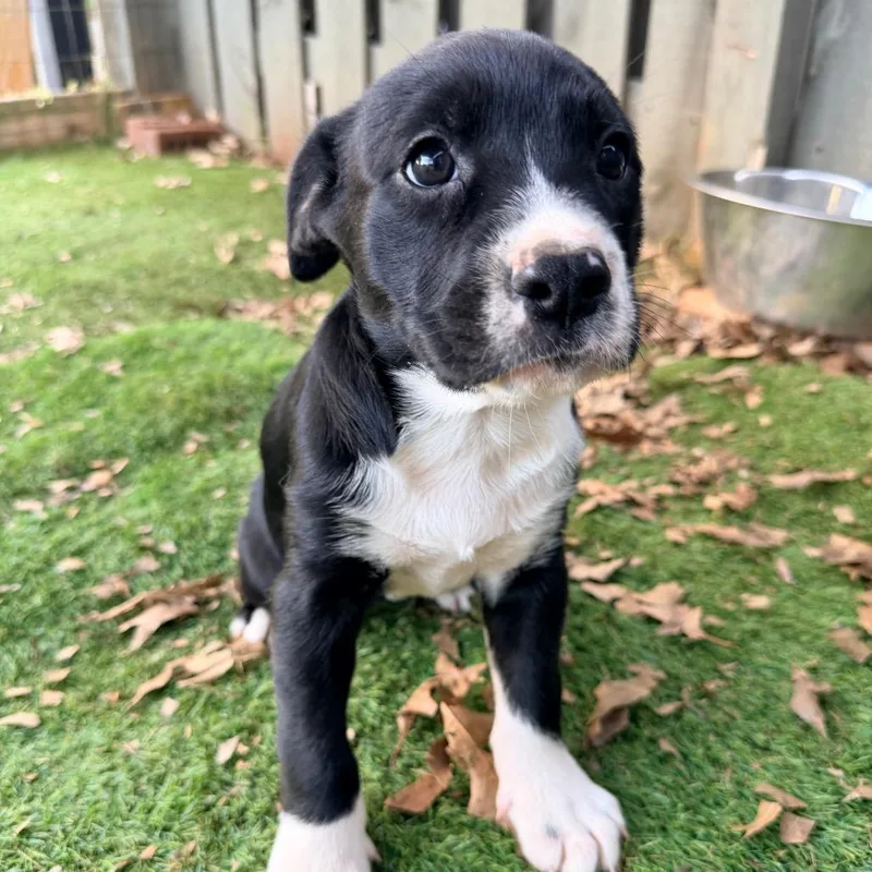 Lavender thumbnail 5