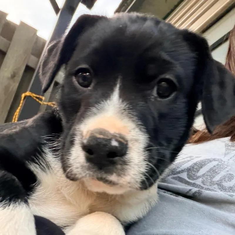 Lavender thumbnail 6