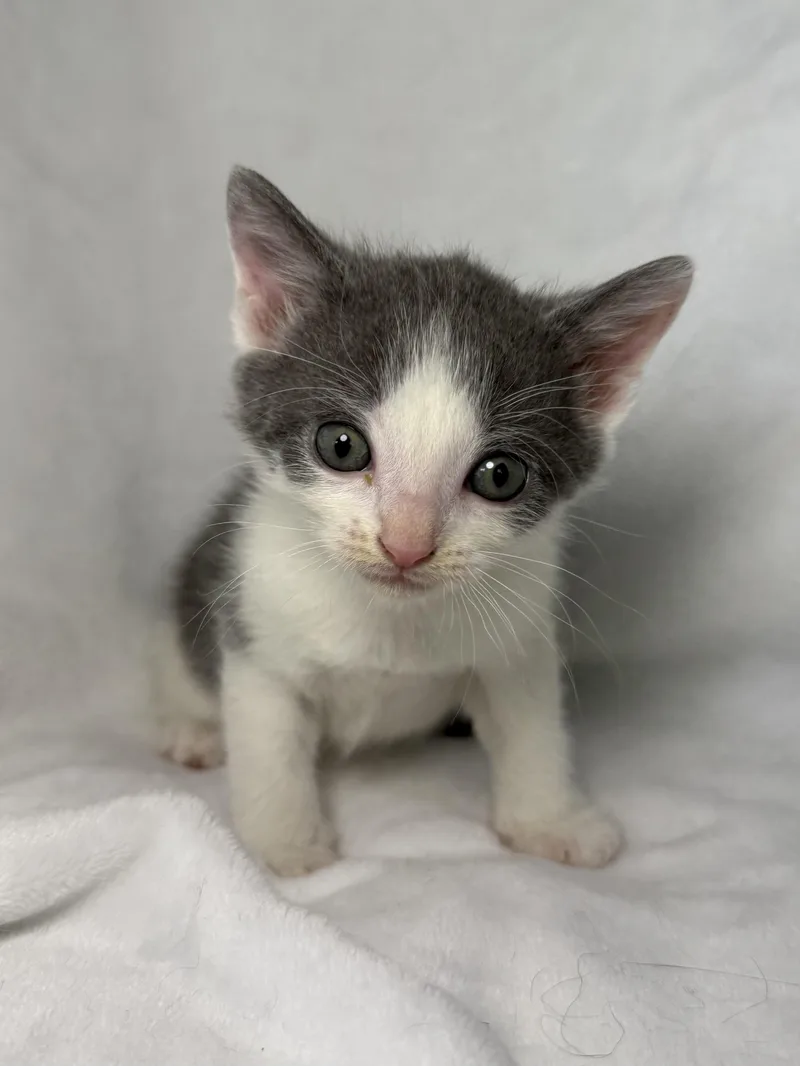 A baby medium-sized female Gray & White Domestic Short Hair cat named Agatha Christie for adoption in Greensboro, NC