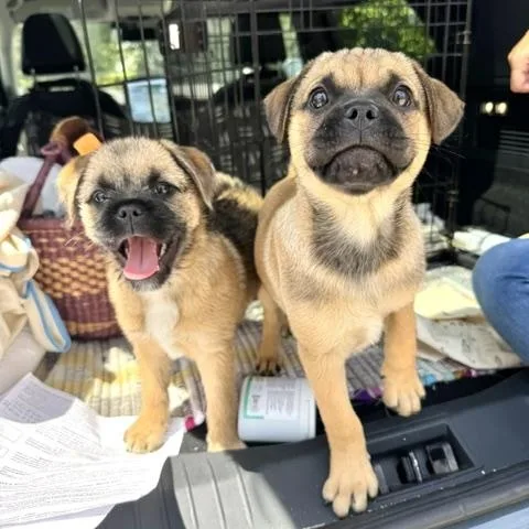 A baby medium-sized male Yellow / Tan / Blond / Fawn Pug dog named Belmont for adoption in Sun Valley, CA