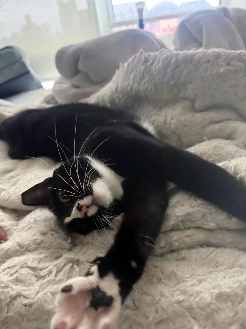A young medium-sized female Black & White / Tuxedo Domestic Short Hair cat named Tiny for adoption in New York, NY
