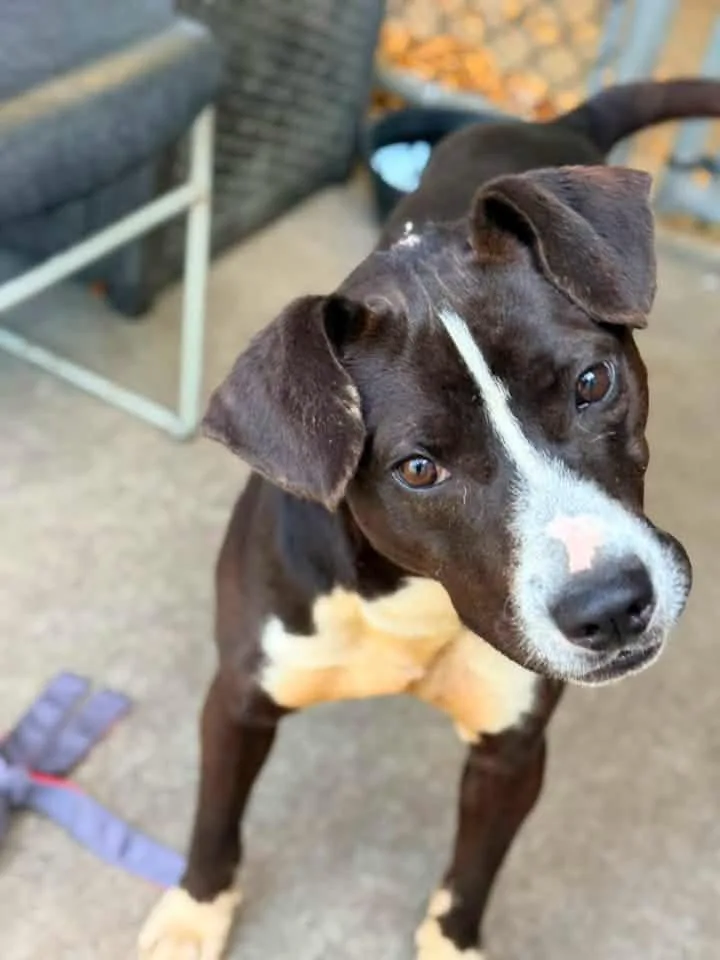 An adult medium-sized male Black Pit Bull Terrier dog named Gonger for adoption in Chicago, IL