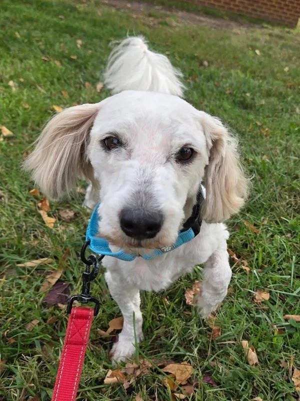 An adult small-sized male Bichon Frise dog named Sound Board for adoption in Millersville, MD