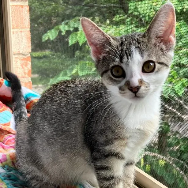 Mirin thumbnail 4