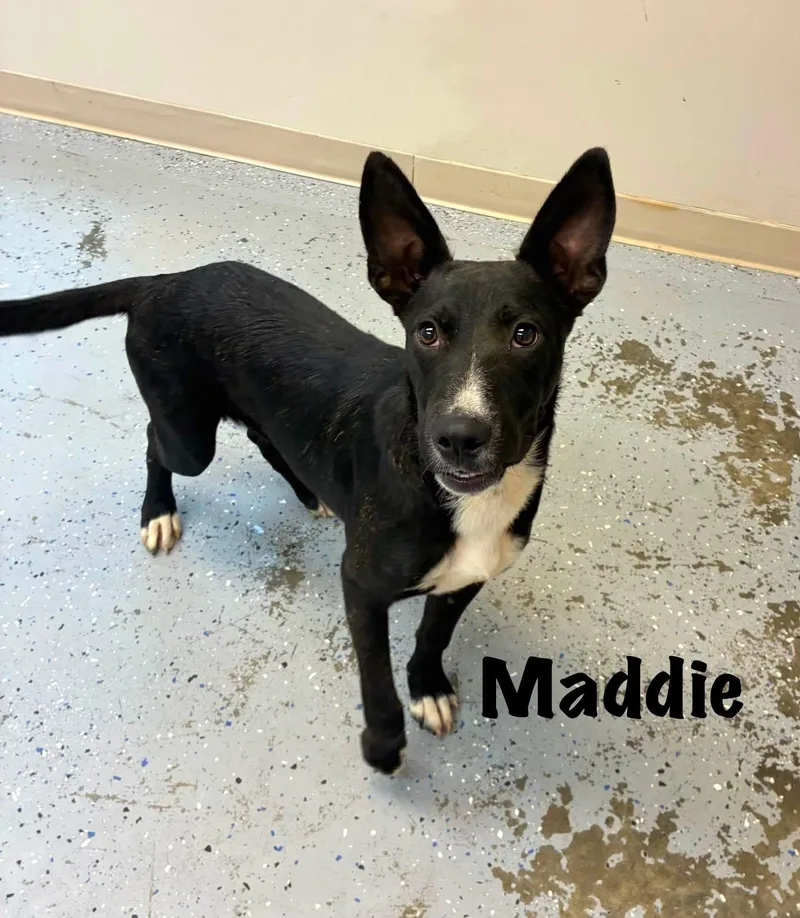 A young large-sized female Black German Shepherd Dog dog named Maddie for adoption in Senatobia, MS