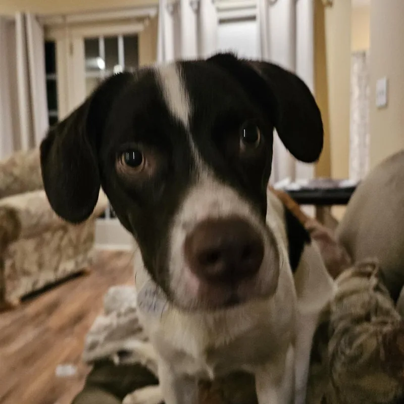 An adult medium-sized male White / Cream Cattle Dog dog named Hank for adoption in Normal, IL