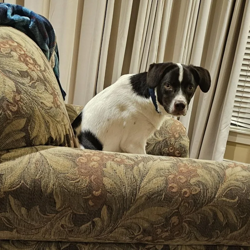 Hank thumbnail 2