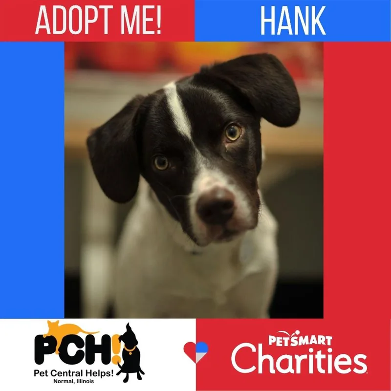 Hank thumbnail 5