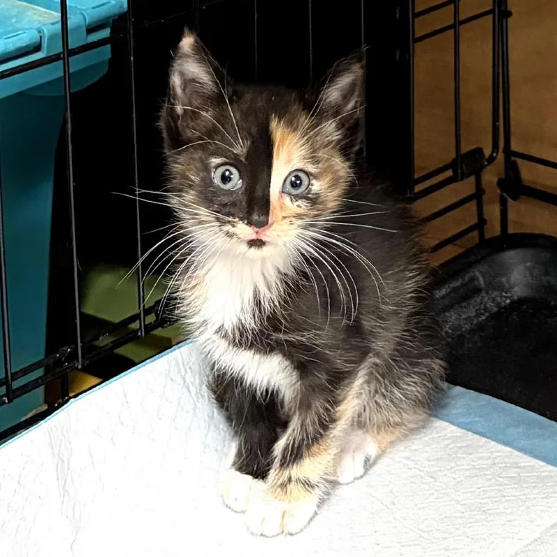 A baby small-sized female Calico Domestic Medium Hair cat named Cleo for adoption in Long Beach, CA