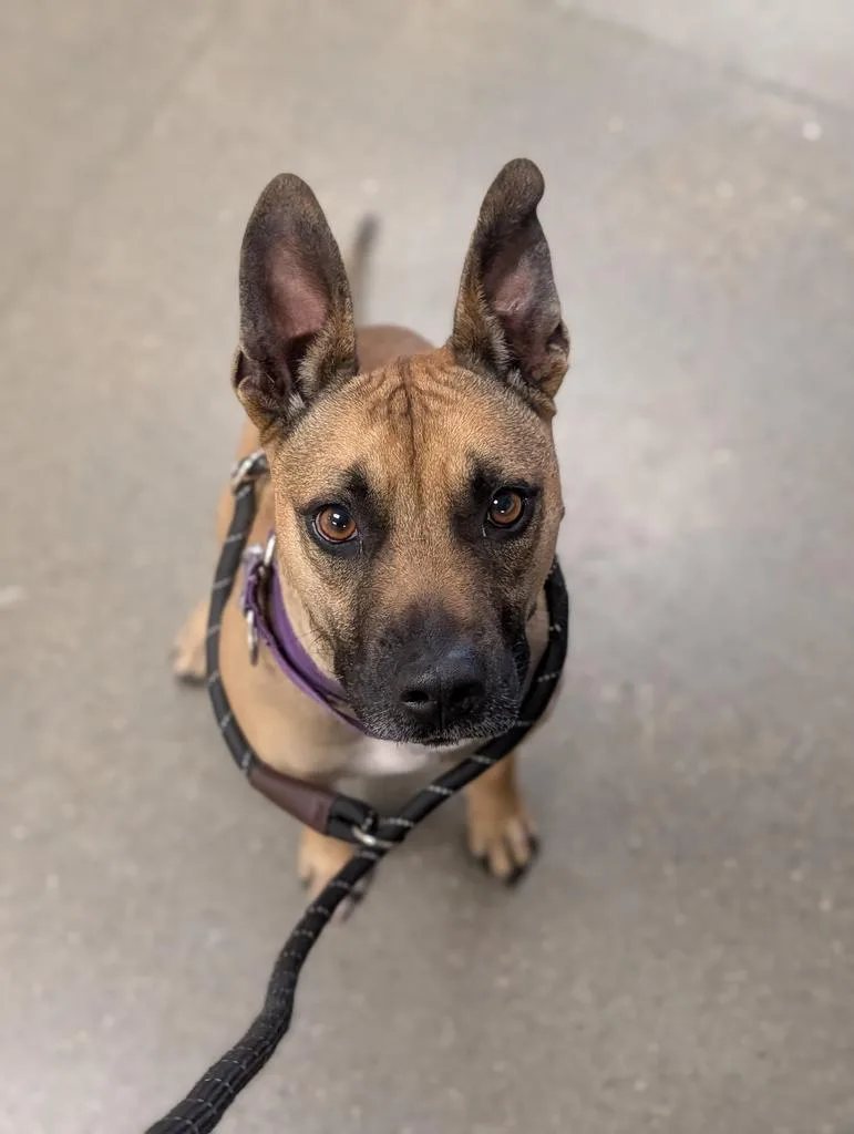 An adult large-sized male Pit Bull Terrier dog named Scar for adoption in Greenfield, IN