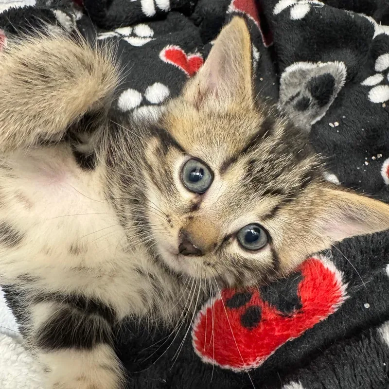 A baby small-sized male Domestic Short Hair cat named Gilligan for adoption in Carrollton, OH