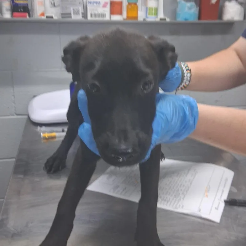 A baby small-sized male Black Shepherd dog named Matcha for adoption in Summerville, SC