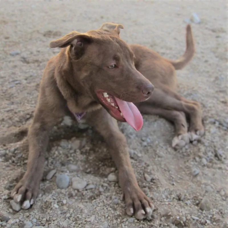 Davey  Paws thumbnail 5