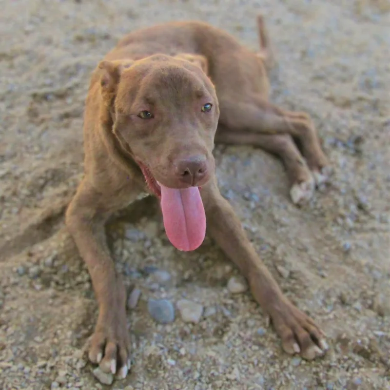 Davey  Paws thumbnail 6