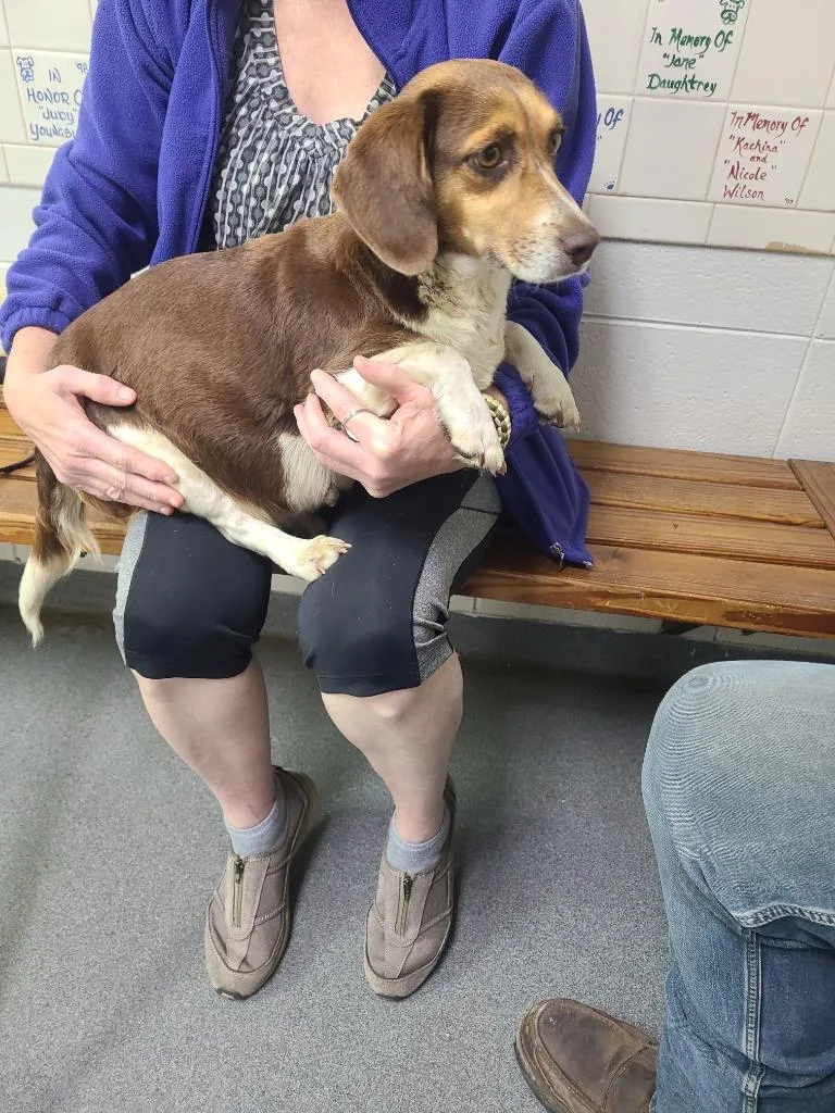 A young small-sized female Beagle dog named D for adoption in Tifton, GA