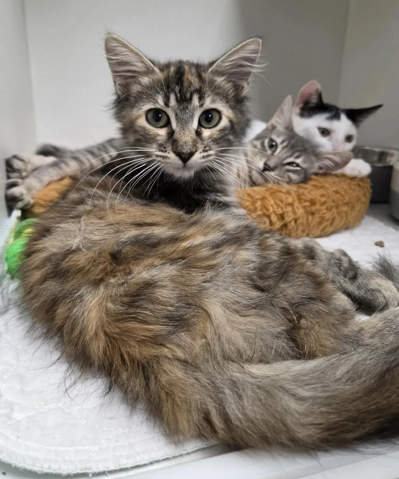 A young medium-sized female Domestic Short Hair cat named Dragonette for adoption in Satellite Beach, FL