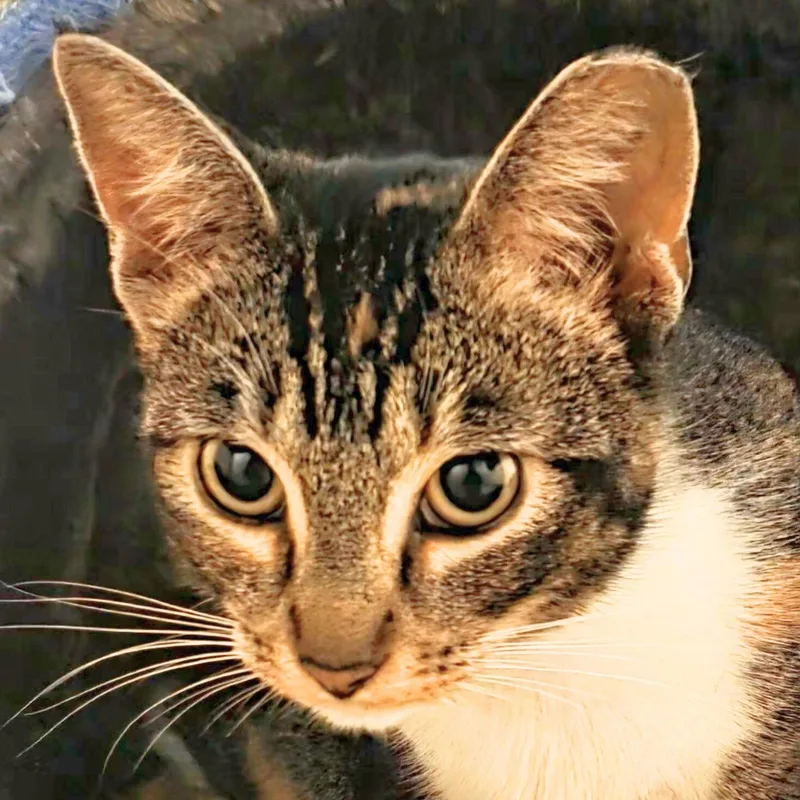 A young small-sized female Tabby (Brown / Chocolate) Domestic Short Hair cat named Mona [bonded With Frida] for adoption in Benicia, CA