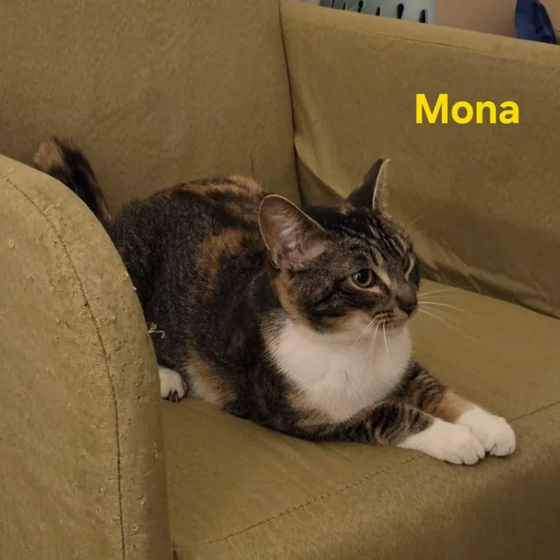 Mona [bonded With Frida] thumbnail 3