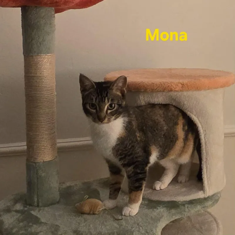 Mona [bonded With Frida] thumbnail 5
