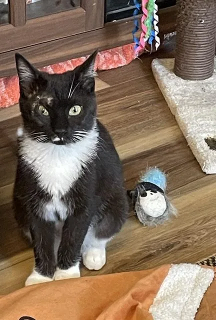 A baby small-sized female Domestic Short Hair cat named Everest for adoption in Westminster, MD