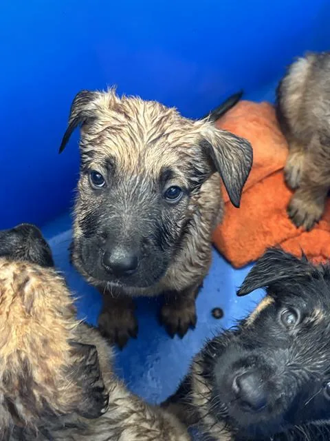 A baby large-sized male Mixed Breed dog named Gunther for adoption in Dallas, TX