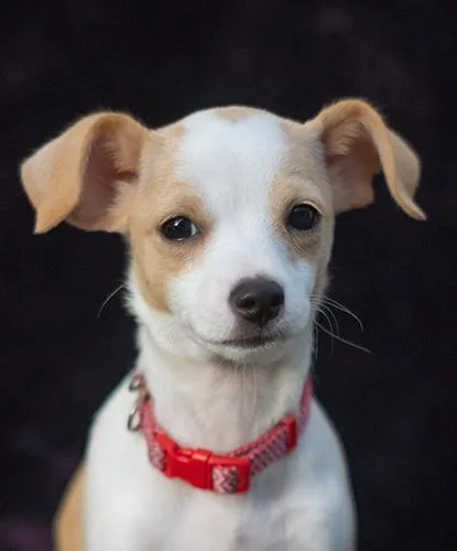 A baby small-sized female Terrier dog named Pixie for adoption in Encinitas, CA
