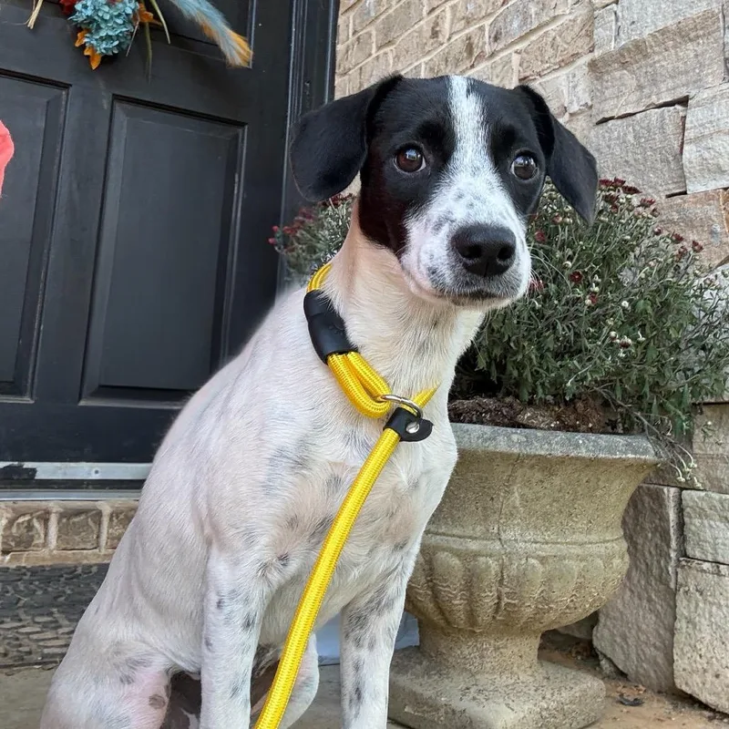 A baby medium-sized female English Pointer dog named Tessa for adoption in Cordova, TN