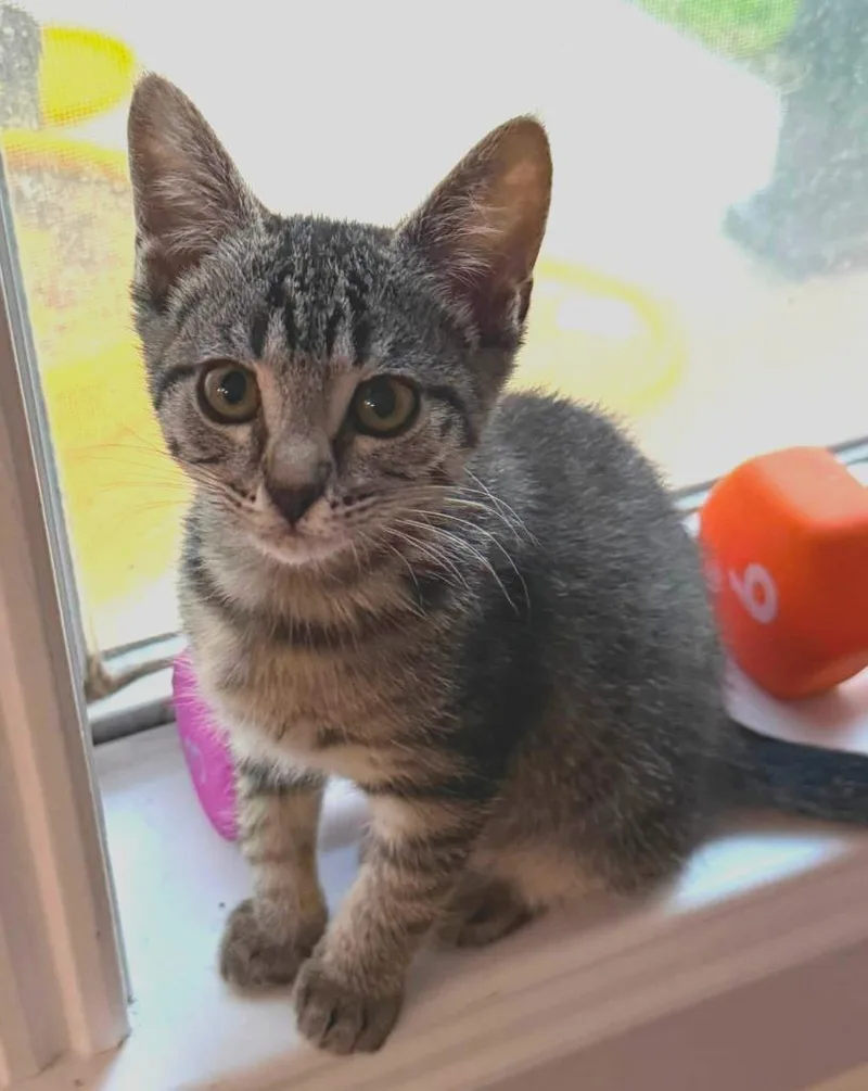 A baby small-sized female Domestic Short Hair cat named Rockette for adoption in Magnolia, TX