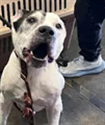 An adult large-sized male Pit Bull Terrier dog named Dezy for adoption in Los Angeles, CA
