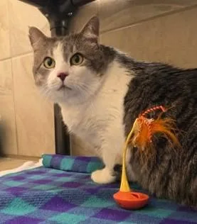 Dexter