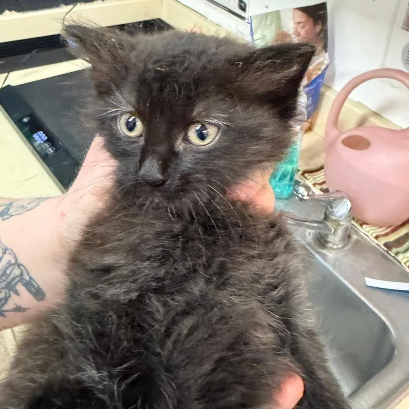 A baby small-sized male Black Domestic Long Hair cat named Spicy Dill for adoption in Ardmore, OK