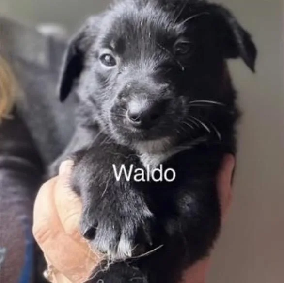 Waldo