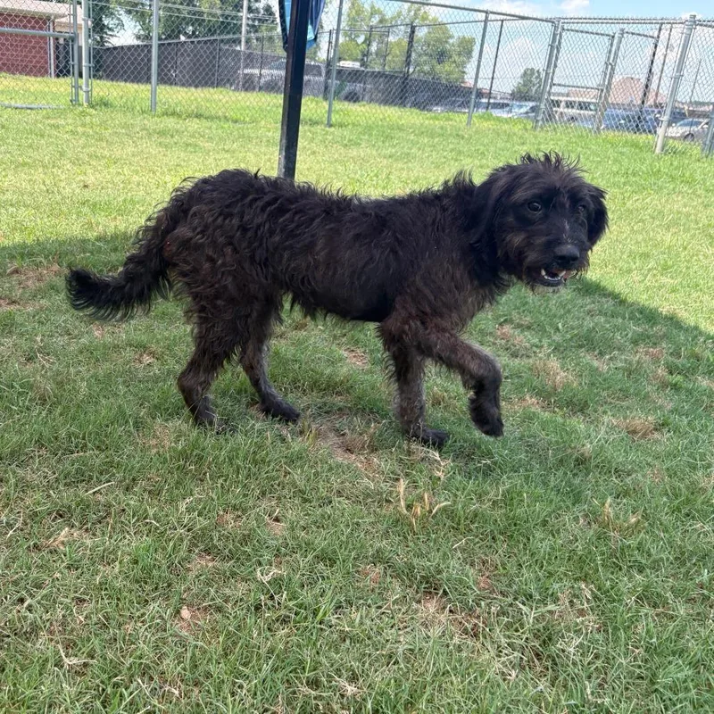 A young medium-sized female Black Terrier dog named Greta for adoption in Cabot, AR