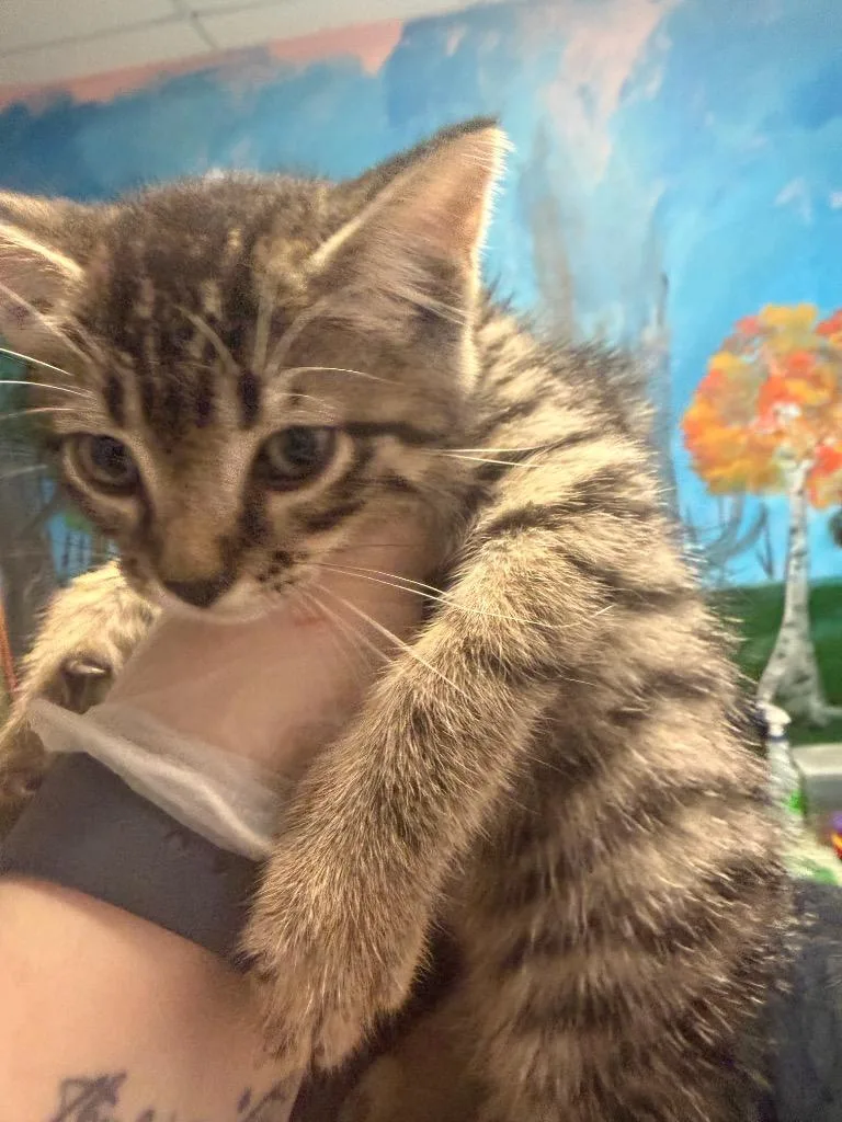 A baby medium-sized male Domestic Short Hair cat named Limestone for adoption in New Braunfels, TX