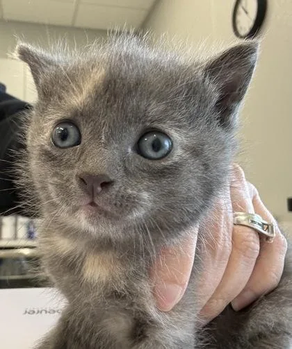 A baby small-sized female Domestic Short Hair cat named Cupcake for adoption in Lafayette, IN