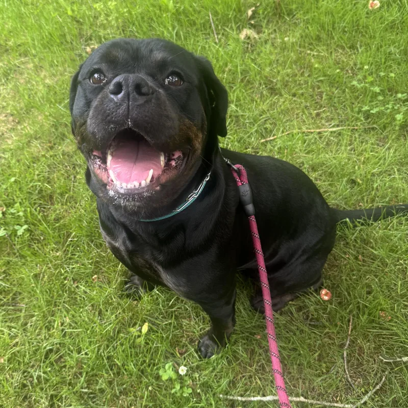 An adult large-sized female Black Rottweiler dog named Meena for adoption in Southold, NY