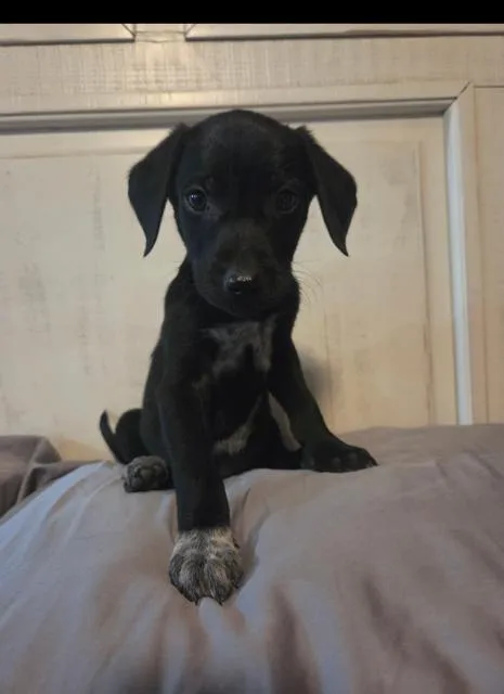 A young medium-sized male Flat-Coated Retriever dog named Apollo for adoption in Midway, UT