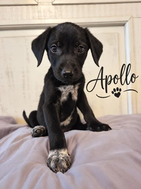 Apollo thumbnail 2
