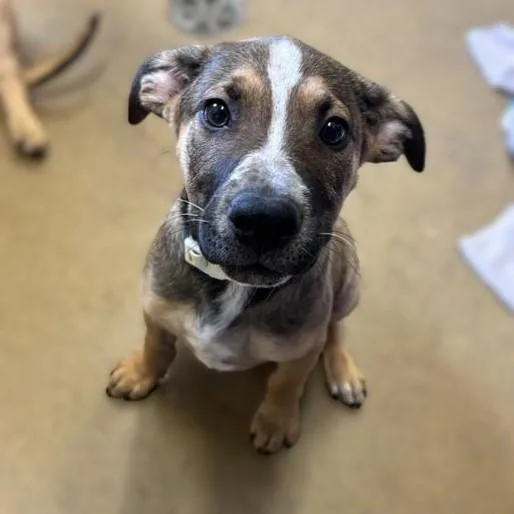 A baby small-sized female Labrador Retriever dog named Tiger for adoption in San Antonio, TX