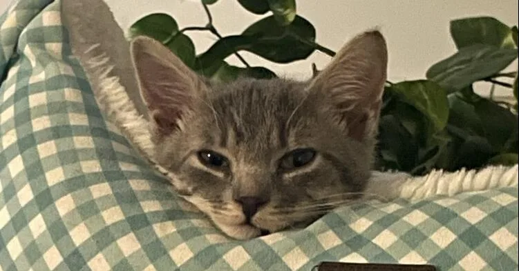 A baby small-sized male American Shorthair cat named Pw for adoption in Salisbury, NC