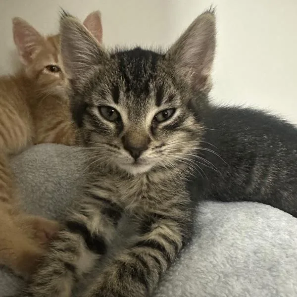 A baby small-sized female Domestic Short Hair cat named Jayfeather for adoption in Walnut Creek, CA