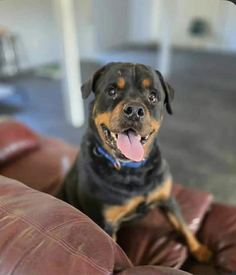 A senior large-sized male Bicolor Rottweiler dog named Bosun for adoption in Philomath, OR