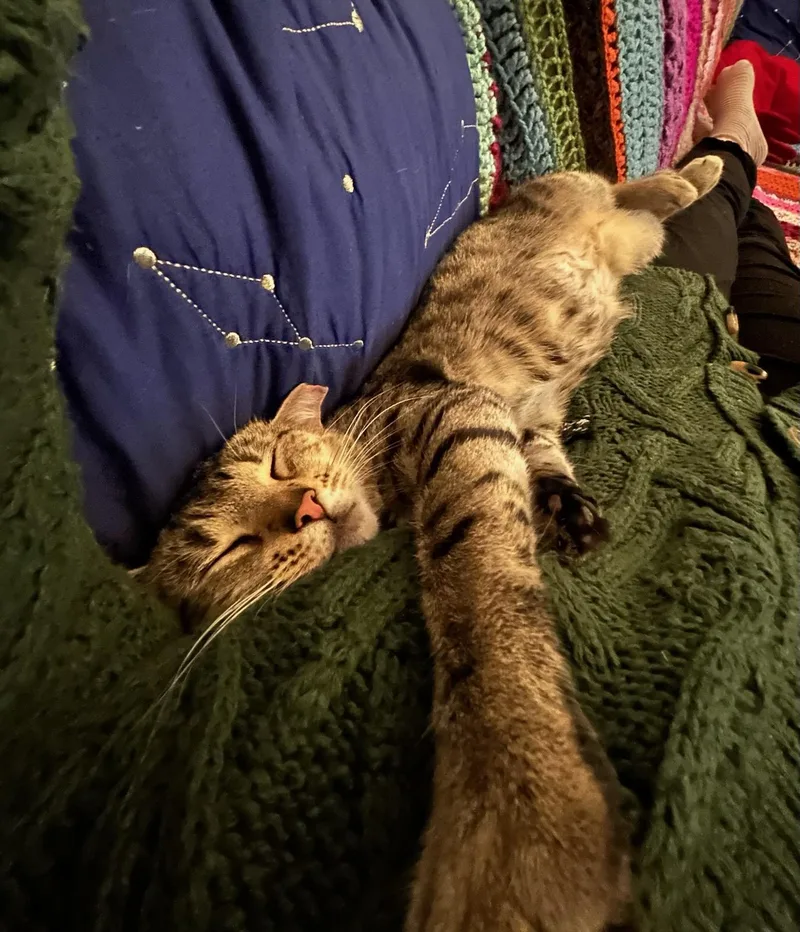 Catricia thumbnail 2