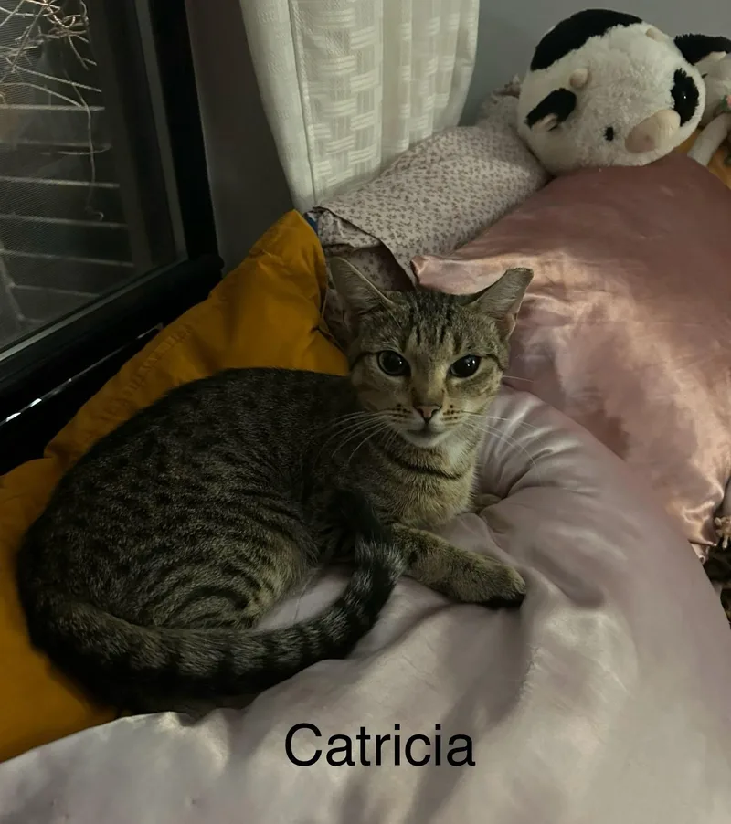 Catricia thumbnail 4