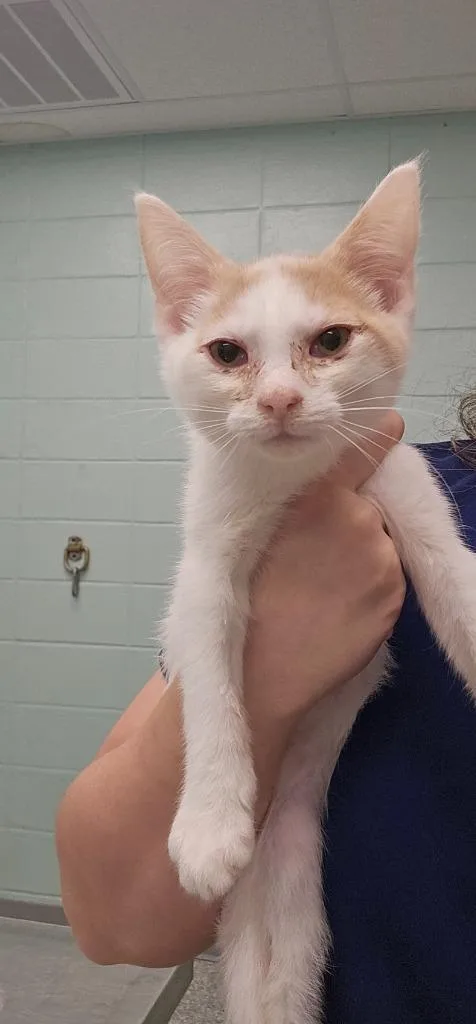 A baby small-sized male Domestic Short Hair cat named Dwight for adoption in Athens, TN