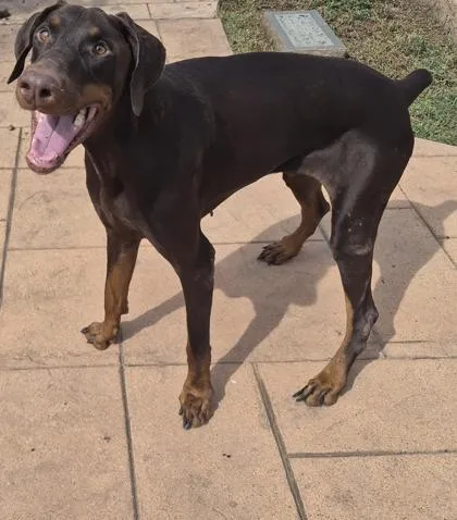 A young large-sized male Doberman Pinscher dog named Anubis for adoption in Shreveport, LA